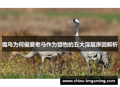 魔鸟为何偏爱老马作为猎物的五大深层原因解析